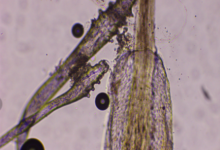 新春变美需谨慎!种睫毛虽灵动,小心螨虫悄悄“找上门” - 大风热搜网