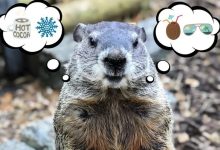 一只土拨鼠凭啥火遍全球？揭秘北美百年庆典，预测准确率竟这么低 - 大风热搜网