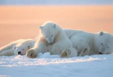 特朗普政府开放北极采油遭强烈抵制!伊利诺伊州动物园启动北极熊紧急救援计划 - 大风热搜网