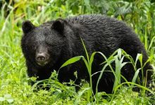 突发!七旬老人采蘑菇遭黑熊袭击身亡,林业部门紧急警示 - 大风热搜网