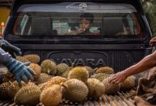 印尼巴纽马斯榴莲遇减产危机：果农坚守特色品种，直面极端天气难题 - 大风热搜网
