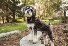 网红“设计犬”隐患曝光：看似软萌，行为问题竟比纯种犬更突出 - 大风热搜网