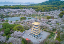 正月樱花开满武汉：一朵花盘活一座城，解锁顶流樱花经济的密码 - 大风热搜网