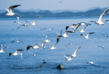 网友建议深圳湾公园装路灯，管理中心拒绝后，反而收获一片点赞 - 大风热搜网