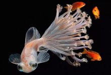 地球藏着太多“秘密居民”！每年数百种新物种被发现，可惜很多没命名就濒临灭绝 - 大风热搜网