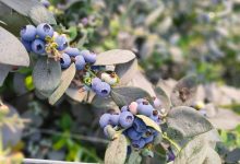 蓝莓“跳水”背后的中国农业新棋局 - 大风热搜网