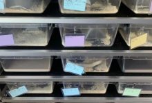 一户人家私养70多条蛇遭投诉，最新动态 - 大风热搜网