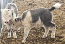 我国首次实现批量克隆10头牦牛，全部健康成长 - 大风热搜网