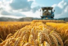 从“高产穷县”到“种粮有底气”，这笔新资金是关键 - 大风热搜网