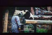 纪录电影《熊猫奇遇记》专家研讨会综述 - 大风热搜网